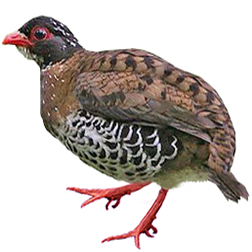 Red-billed Hill Partridge